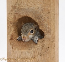 Young Grey Squirrel looking out of a hole
