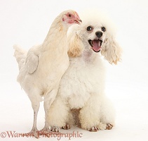 Poodle and chicken