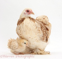 Bantam hen and frizzle feather chicken chick