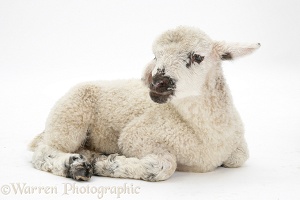 Lamb lying down with head up