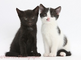 Black and black-and-white kittens