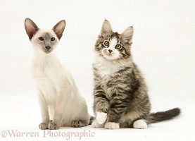 Blue-point Siamese kitten and Maine Coon kitten