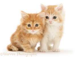 Ginger Maine Coon kittens