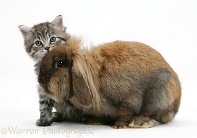 Maine Coon kitten and rabbit