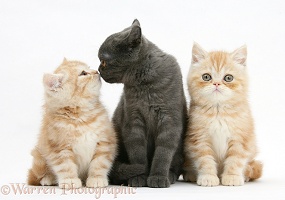 Grey kitten and younger ginger kittens