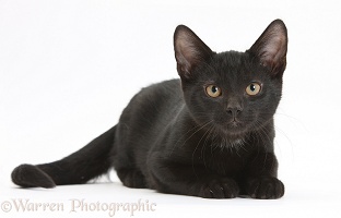Black kitten, 3 months old