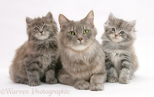 Maine Coon cat and kittens