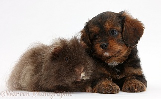 Cavapoo pup and shaggy Guinea pig