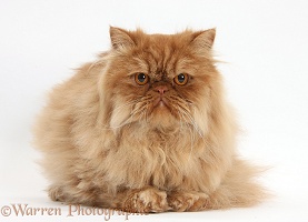 Ginger Persian male cat