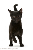 Black kitten running
