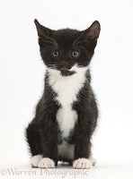 Black-and-white kitten, 6 weeks old, sitting