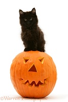 Black Maine Coon kitten with Halloween pumpkin