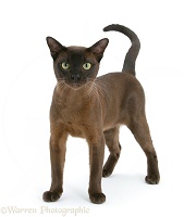 Burmese male cat