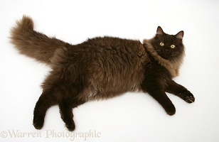 Fluffy dark chocolate Birman-cross cat