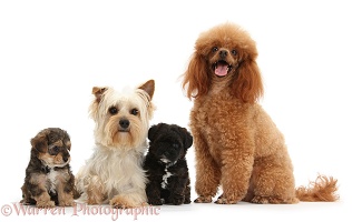 Yorkie mother and Poodle dad with Yorkipoo pups