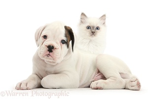 Boxer puppy and blue-point kitten