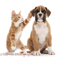 Ginger kitten batting the ear of Boxer pup