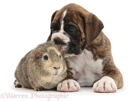 Boxer puppy and Guinea pig