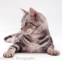 Silver tabby female cat