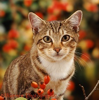 Portrait of tabby cat among rosehips