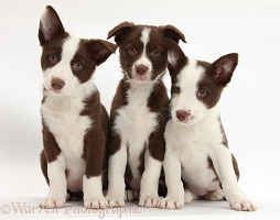 Three chocolate Border Collie bitch pups