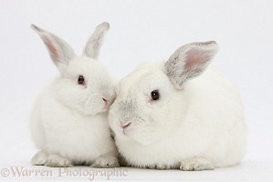 Elderly white rabbit and young white rabbit