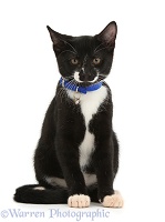 Black-and-white kitten