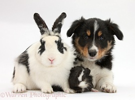 Tricolour Border Collie pup with rabbit and Guinea pig