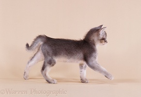 Ticked-silver kitten, walking across