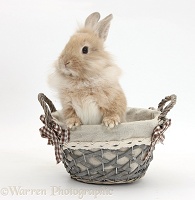 Perky Lionhead-cross Bunny in a basket