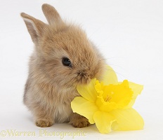 Baby Lionhead-cross rabbit eating a daffodil flower