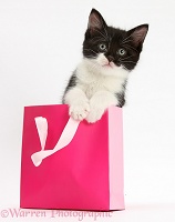 Black-and-white kitten in a pink gift bag