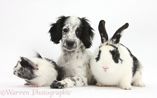 Black-and-white puppy with rabbit and Guinea pig