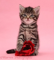 Cute tabby kitten, 6 weeks old, with poppy flower