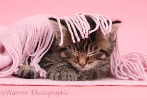 Cute tabby kitten, 6 weeks old, sleeping under a pink scarf
