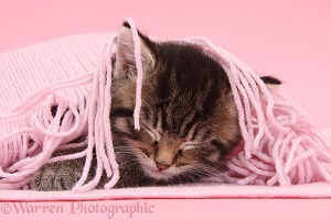 Cute tabby kitten sleeping under a pink scarf