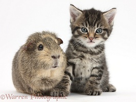 Cute tabby kitten with Guinea pig