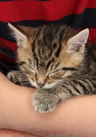 Cute tabby kitten sleeping in someone's arms