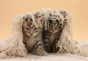 Cute tabby kittens, 6 weeks old, under a shawl