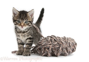 Cute playful tabby kitten with wool