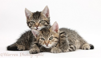 Cute tabby kittens lounging together