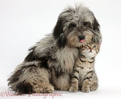 Cute tabby kitten with Daxiedoodle pup