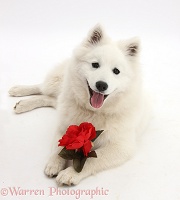 White Japanese Spitz dog with a red rose
