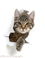 Tabby kitten bursting through paper
