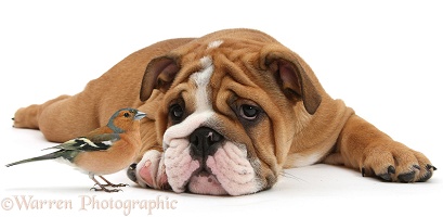 Bulldog pup, and Chaffinch