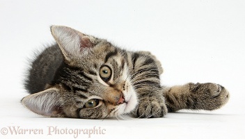 Tabby kitten lying on his side