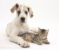 Cute tabby kitten with Great Dane puppy