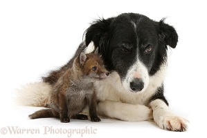 Red Fox cub and Border Collie