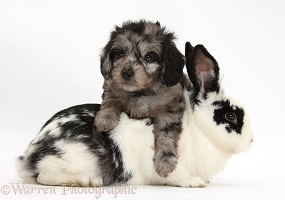 Daxiedoodle puppy and rabbit