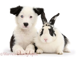 Border Collie pup and rabbit